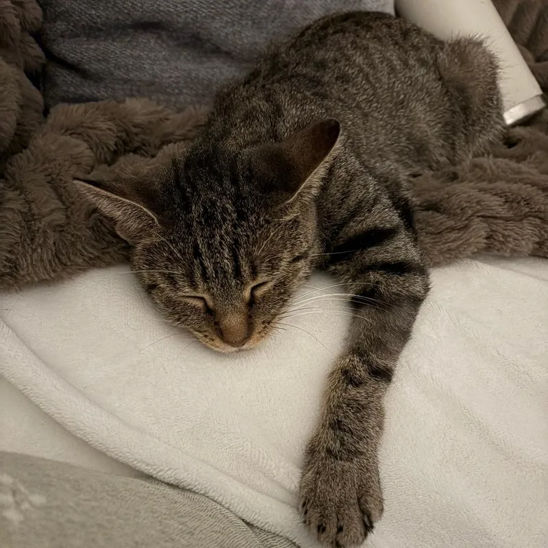 A young small-sized female Brown / Chocolate Domestic Short Hair cat named Coratella for adoption in Pittsburgh, PA