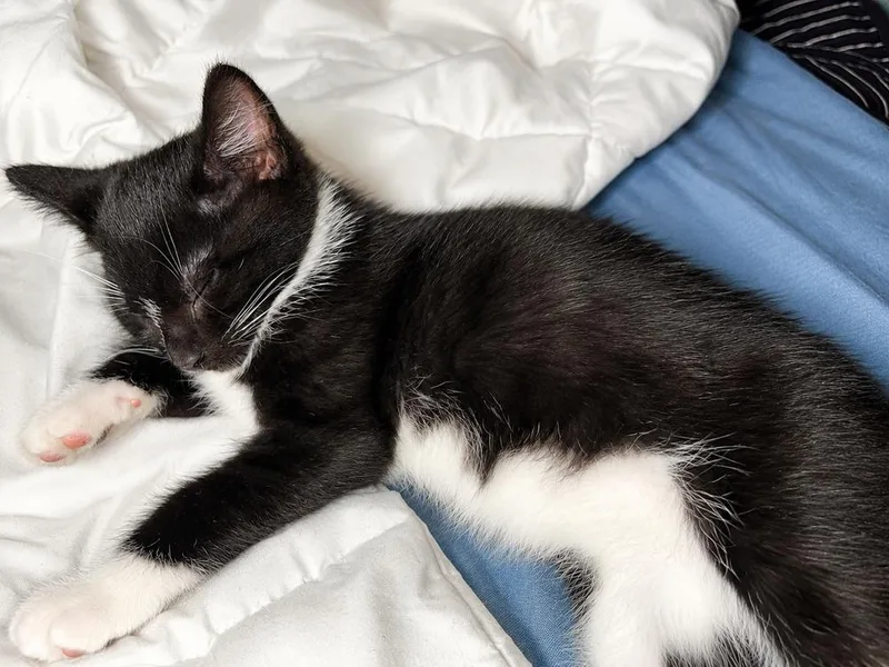 Tux