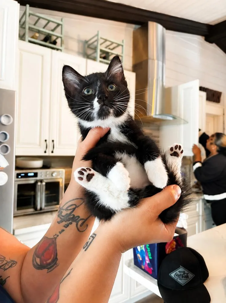 Tux thumbnail 2
