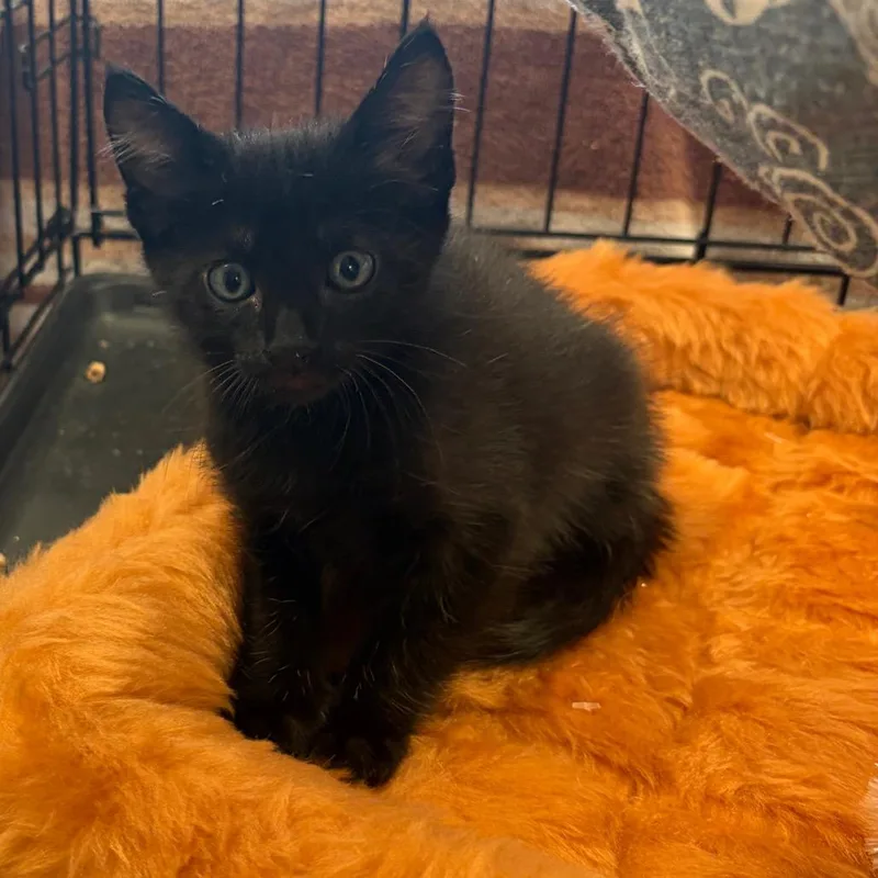 A baby small-sized male Black Domestic Short Hair cat named Aspen for adoption in Webster, TX