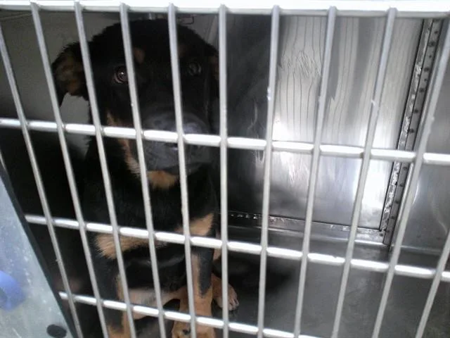 A young large-sized male Rottweiler dog named A for adoption in Oklahoma City, OK