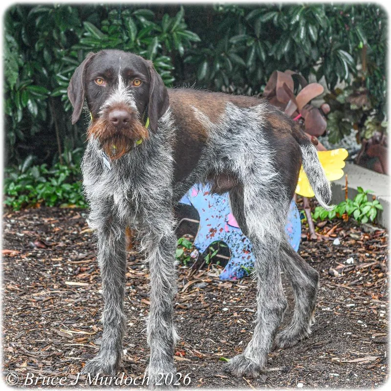 An adult medium-sized male Brown / Chocolate German Wirehaired Pointer dog named Raspado for adoption in Wake Forest, NC