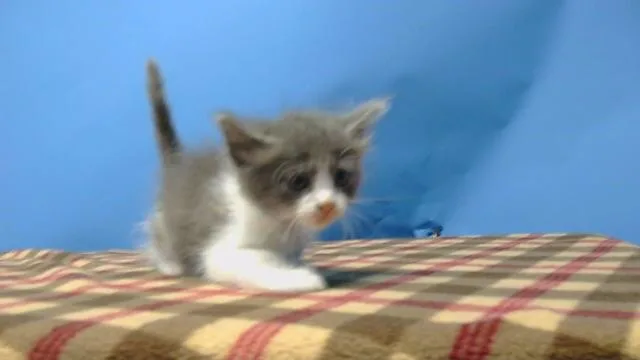 A baby small-sized female Domestic Short Hair cat named A for adoption in Gardena, CA