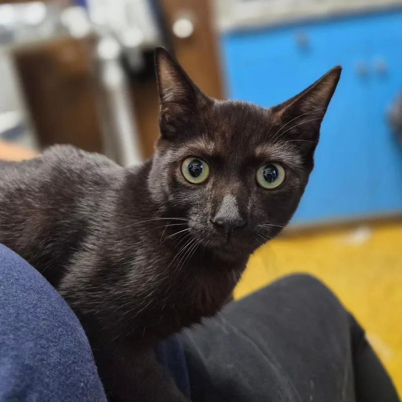 A baby medium-sized male Black Domestic Short Hair cat named Pumpkin for adoption in Wahiawa, HI