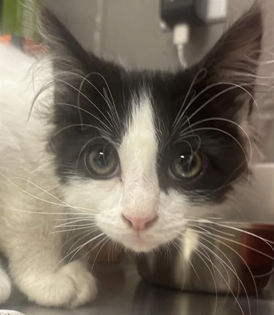 A baby small-sized male Domestic Long Hair cat named Basim for adoption in Indianapolis, IN