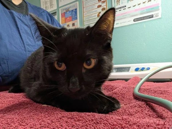 A baby small-sized male Domestic Short Hair cat named Bat Cat for adoption in Sherwood, OR