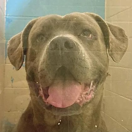 An adult large-sized male Mixed Breed dog named Beno for adoption in Cincinnati, OH