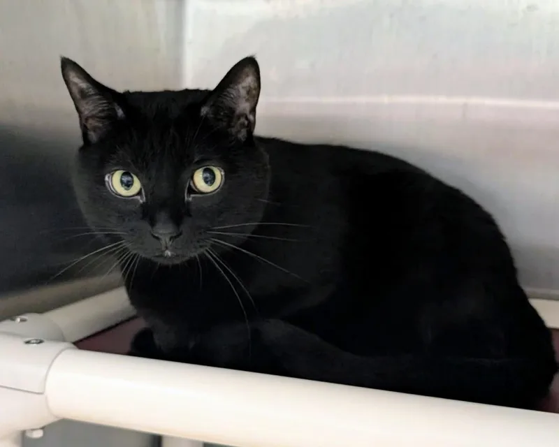 An adult large-sized female Black Domestic Short Hair cat named Pickle for adoption in Springfield, IL