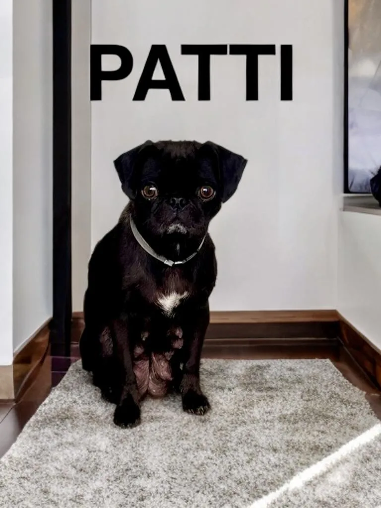 A young small-sized female Pug dog named Patti Pug for adoption in Sumter, SC