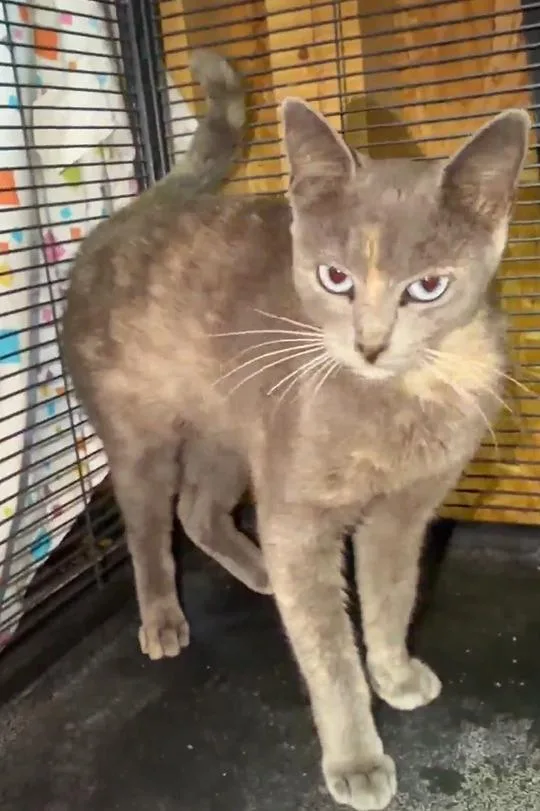 A young medium-sized female Domestic Short Hair cat named Opal for adoption in Hoover , AL