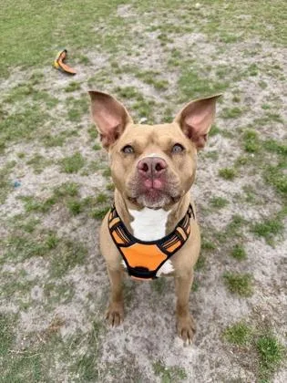 An adult large-sized female Mixed Breed dog named Daisy for adoption in Manteo, NC