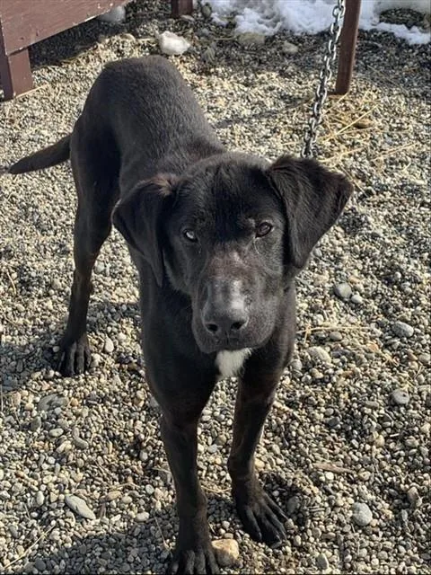 An adult large-sized male Husky dog named Chewy for adoption in Fairbanks, AK