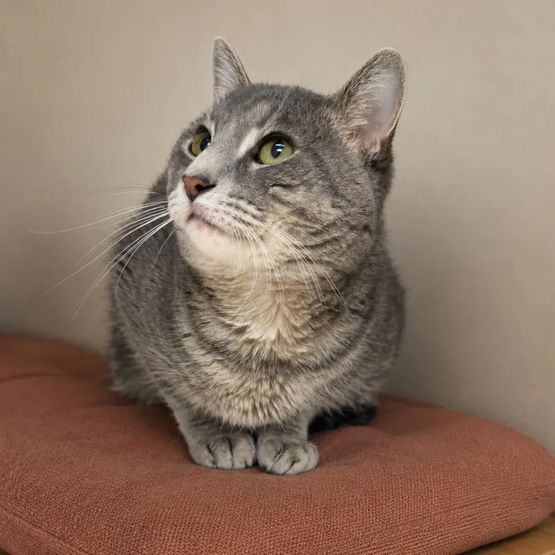 An adult small-sized male Gray / Blue / Silver Domestic Short Hair cat named Thorn for adoption in Hopewell, VA