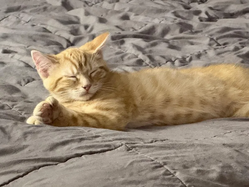 A baby small-sized male Tabby (Orange / Red) Domestic Short Hair cat named Reverend for adoption in West Mifflin, PA