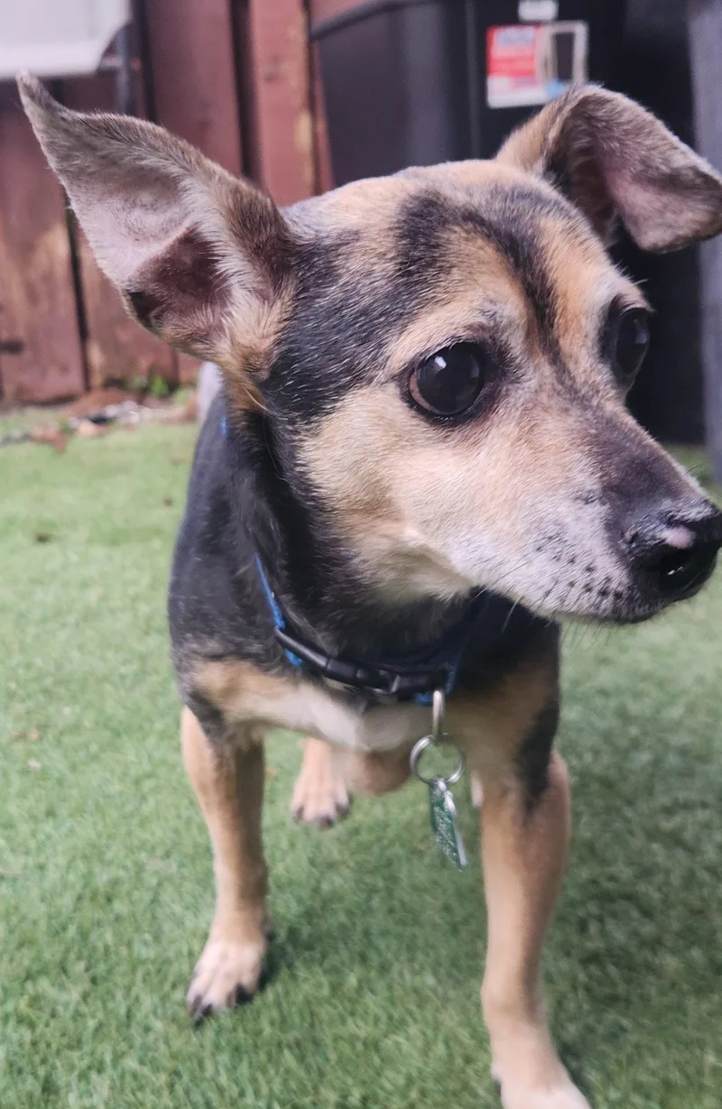 An adult small-sized male Chihuahua dog named Rocky for adoption in Oakland Park, FL