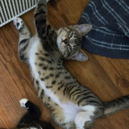 A baby small-sized female Tabby (Brown / Chocolate) Domestic Short Hair cat named Rain for adoption in Elizabeth, IL