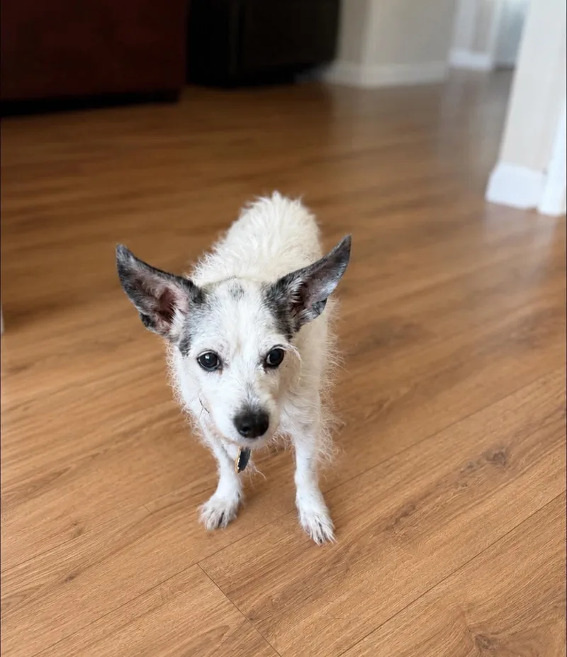 A senior small-sized female Chihuahua dog named Lady for adoption in Dallas, TX