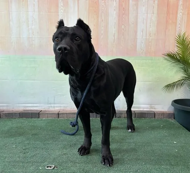 A young medium-sized female Cane Corso dog named Mamba for adoption in Baldwin Park, CA
