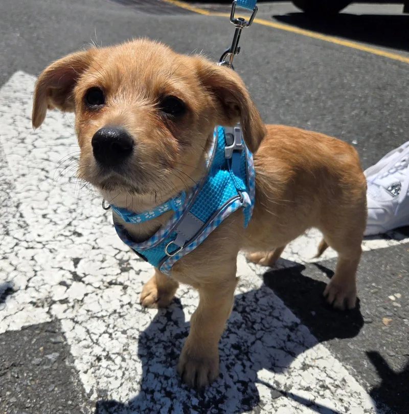 A baby medium-sized male Terrier dog named Puddles for adoption in Cliffwood, NJ