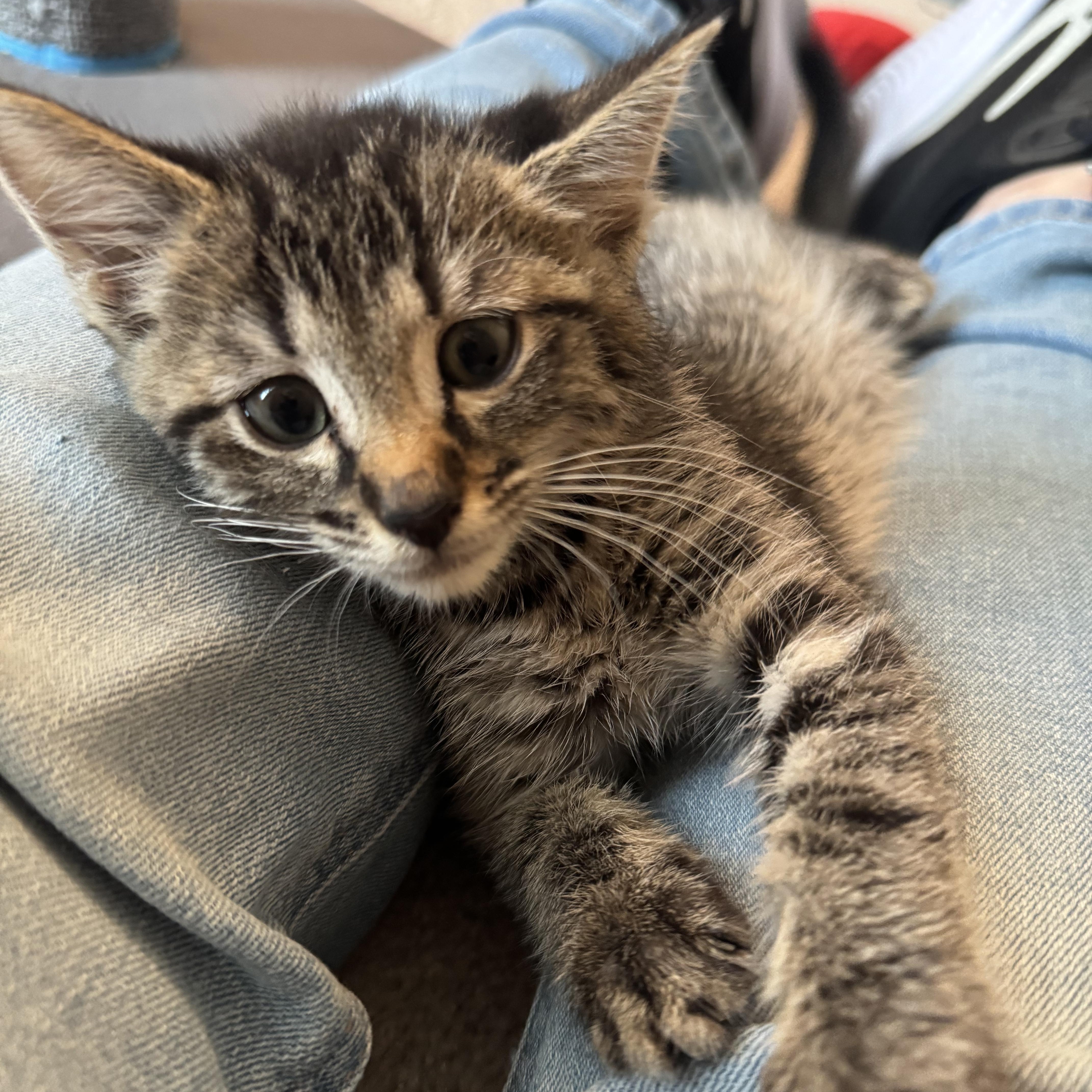 A baby medium-sized male Tabby (Gray / Blue / Silver) Domestic Short Hair cat named Birch for adoption in Murfreesboro, TN