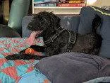 An adult medium-sized female Standard Poodle dog named Emmie for adoption in Newport, KY