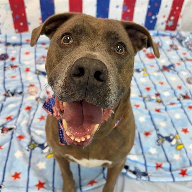 A senior large-sized male Pit Bull Terrier dog named Mambo for adoption in Indianapolis, IN