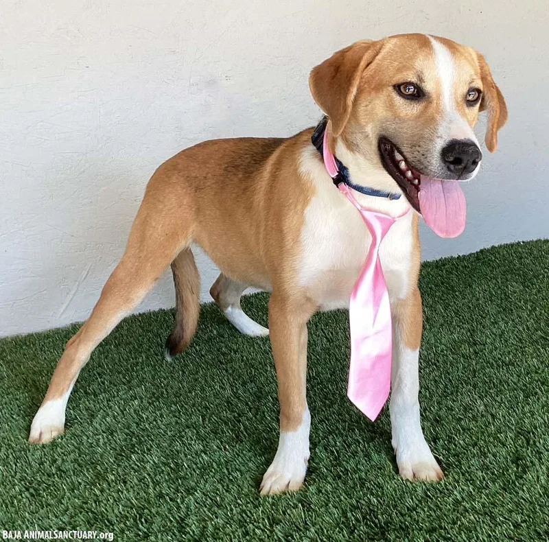 A baby medium-sized male Tricolor (Brown, Black, & White) Labrador Retriever dog named Anthony for adoption in San Diego, CA