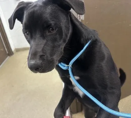 A young large-sized male Labrador Retriever dog named Thunder for adoption in Palm Coast, FL