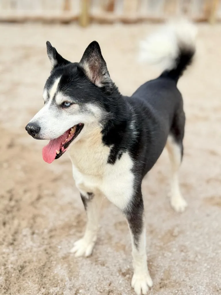 An adult large-sized male Husky dog named Eddie for adoption in Muskegon, MI