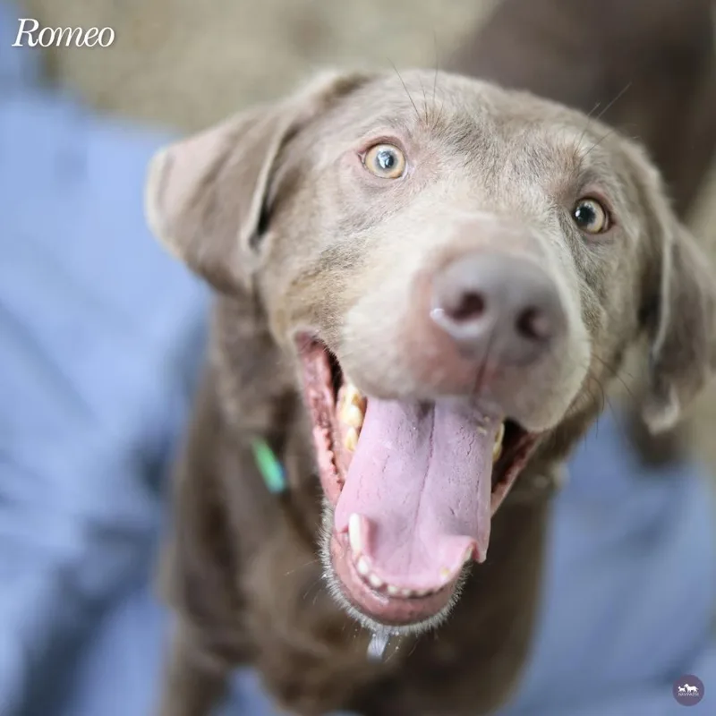 An adult large-sized male Gray / Blue / Silver Mixed Breed dog named Romeo for adoption in Hopkinton, MA