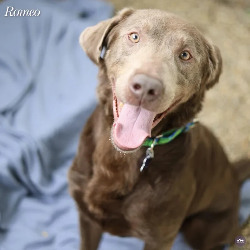 Romeo thumbnail 2