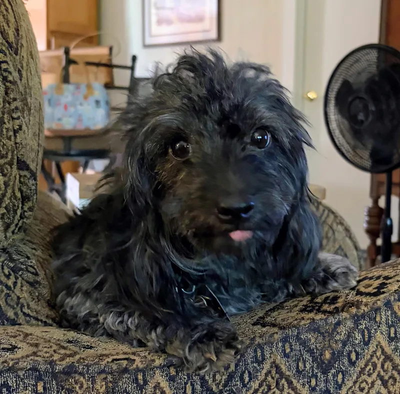 Muffin thumbnail 2