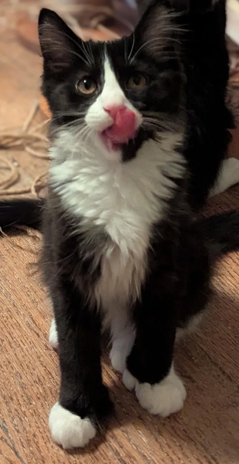 A baby medium-sized male Black & White / Tuxedo Extra-Toes Cat / Hemingway Polydactyl cat named Chins Extra Toes for adoption in Wyandotte, MI
