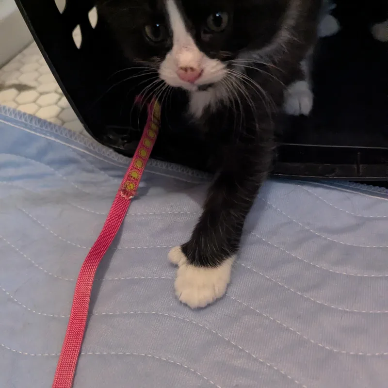 Chins  Extra Toes thumbnail 2