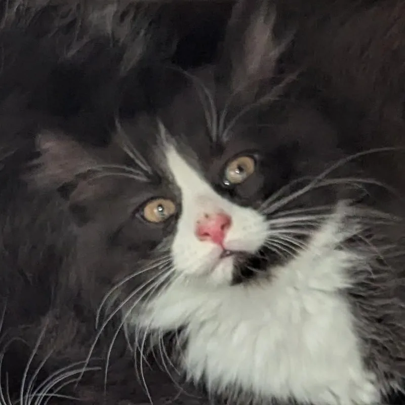 Chins  Extra Toes thumbnail 3