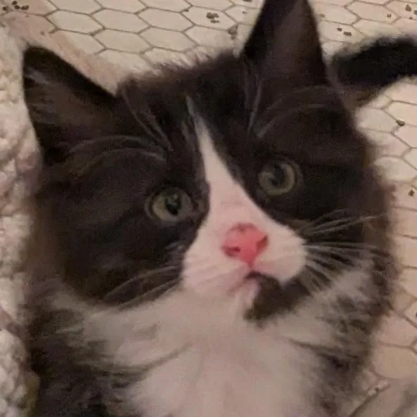 Chins  Extra Toes thumbnail 4