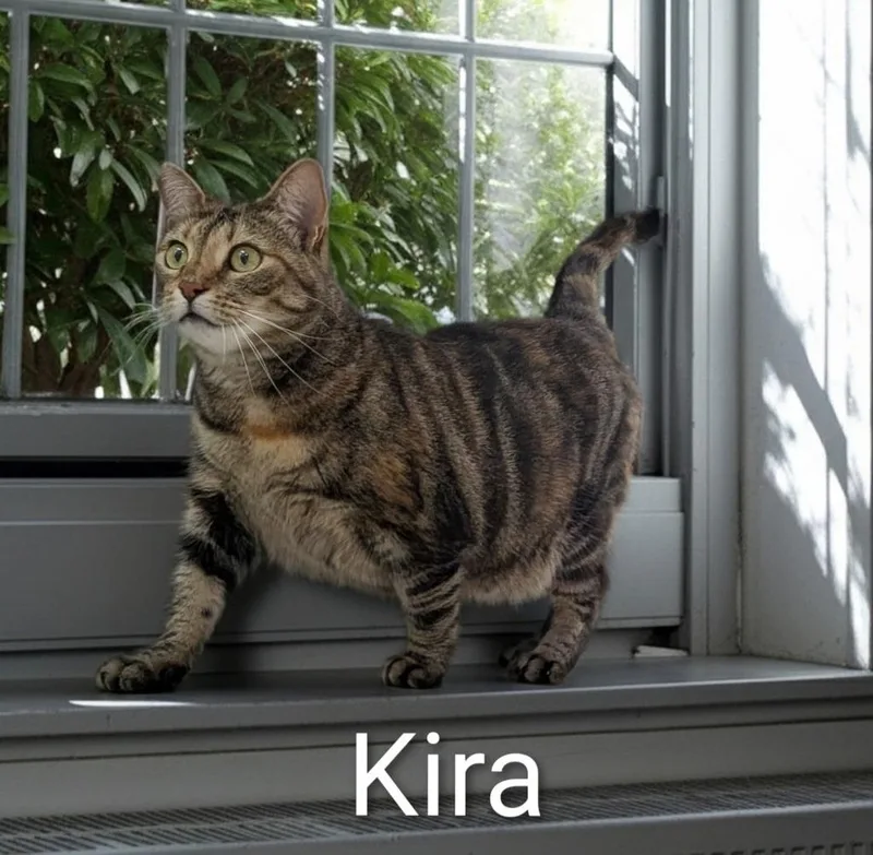 A young medium-sized female Domestic Short Hair cat named Kira for adoption in Jim Thorpe, PA