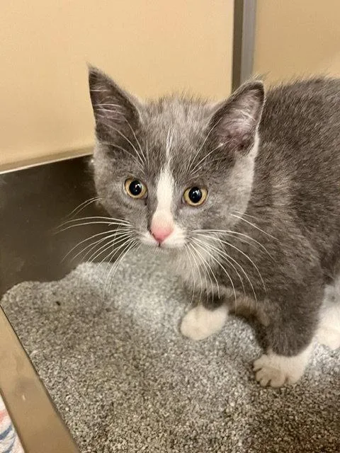 A baby small-sized male Gray & White Domestic Short Hair cat named Eeyore for adoption in Webster, WI