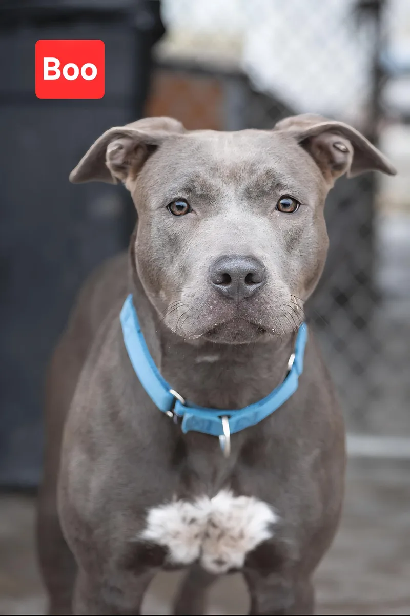 A young medium-sized female Gray / Blue / Silver Labrador Retriever dog named Boo for adoption in Clinton, MO