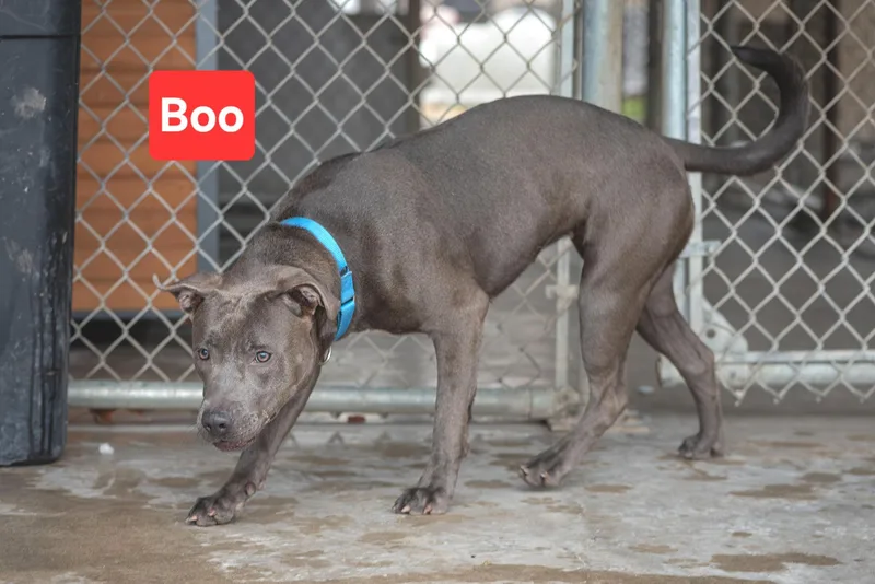 Boo thumbnail 2