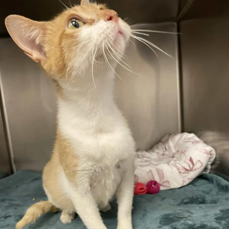 An adult medium-sized female Domestic Short Hair cat named Salsita for adoption in Beaumont, TX
