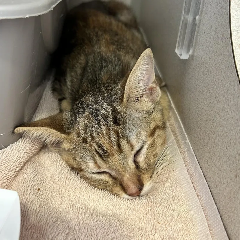 A baby small-sized female Calico Domestic Short Hair cat named Gidget for adoption in Redwood City, CA
