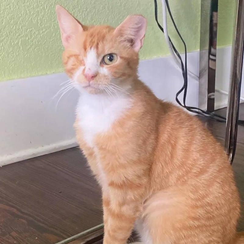 A young small-sized female Orange / Red Domestic Short Hair cat named Honey for adoption in Waco, TX