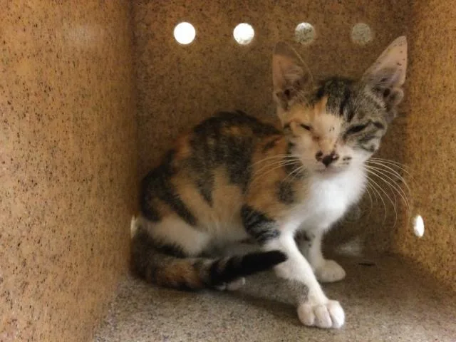 A baby small-sized female Domestic Short Hair cat named Mystic for adoption in Riverside, CA