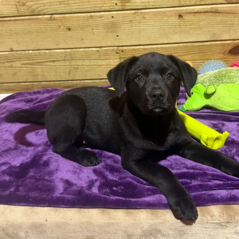 A baby small-sized male Black Mixed Breed dog named Lucky for adoption in Wappingers Falls, NY