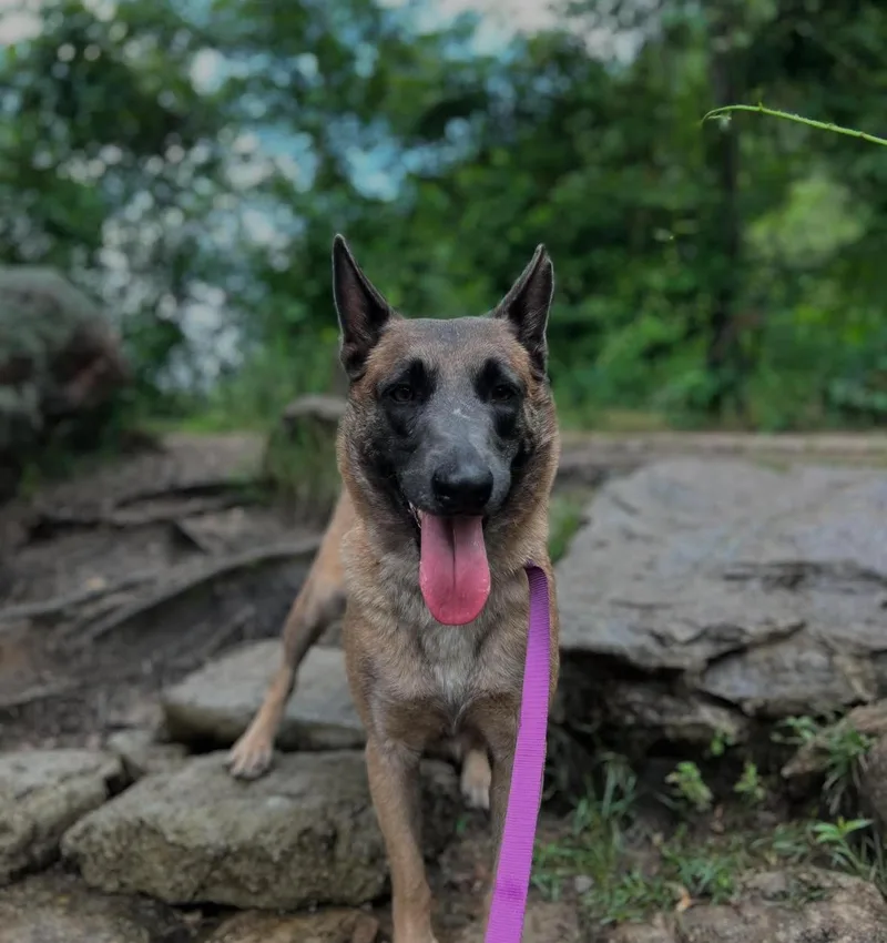 An adult medium-sized female Belgian Shepherd / Malinois dog named Grace for adoption in Duxbury, MA