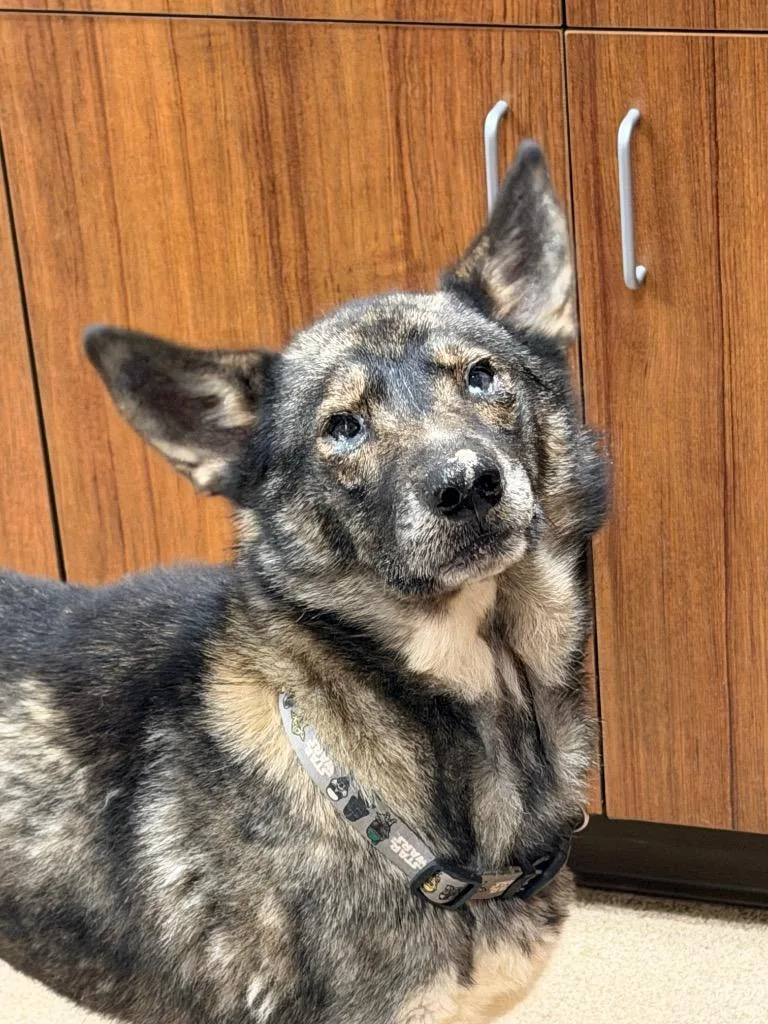 A young medium-sized female Keeshond dog named Keisha for adoption in Ferndale, NY