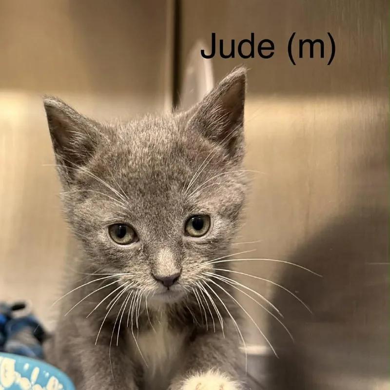 A baby small-sized male Gray / Blue / Silver Domestic Short Hair cat named Jude for adoption in New York, NY