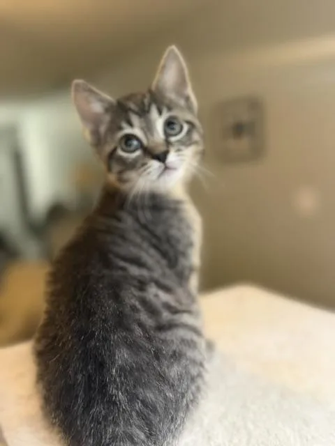 A baby small-sized male Domestic Short Hair cat named Clyde for adoption in Louisville, KY