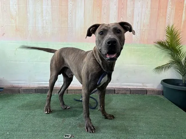 A young large-sized male Pit Bull Terrier dog named Rusy for adoption in Baldwin Park, CA